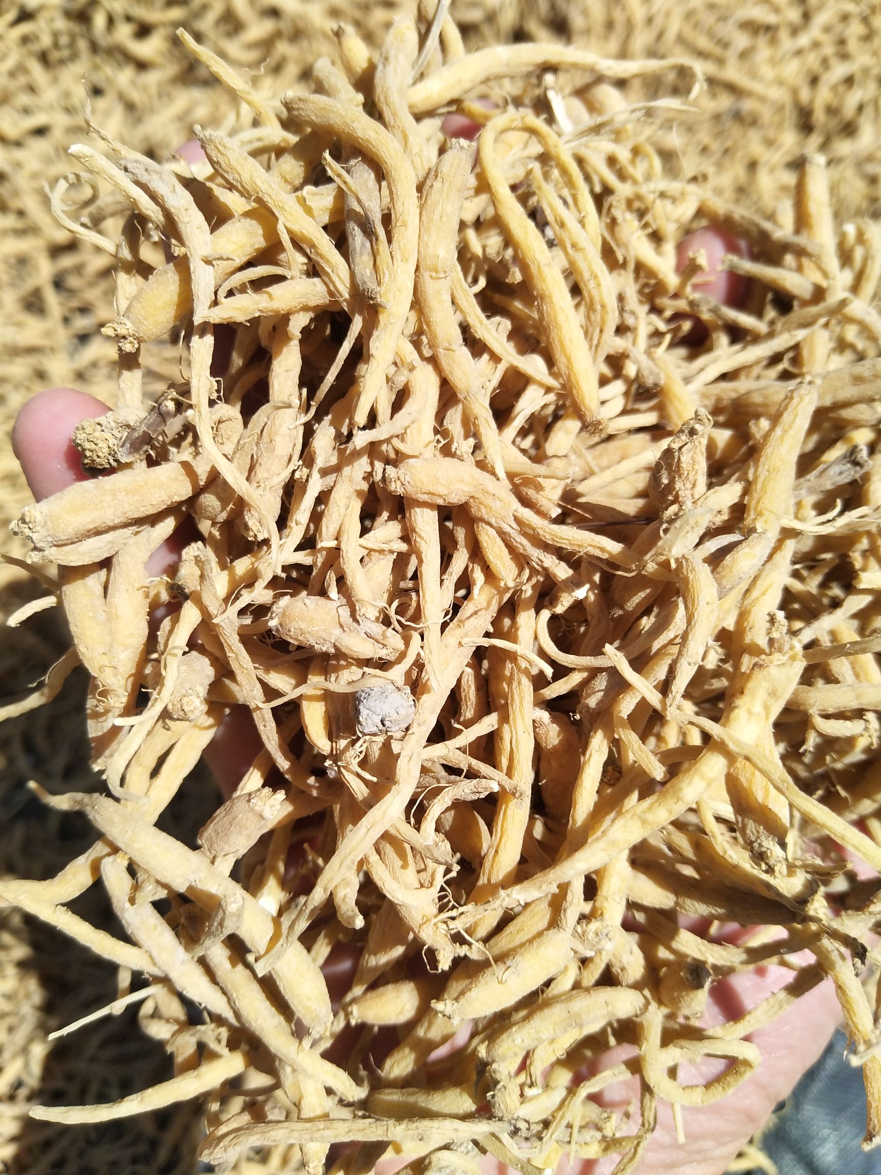  福建管阳柘荣自家及镇上农户自产自制高山太子参大量出售