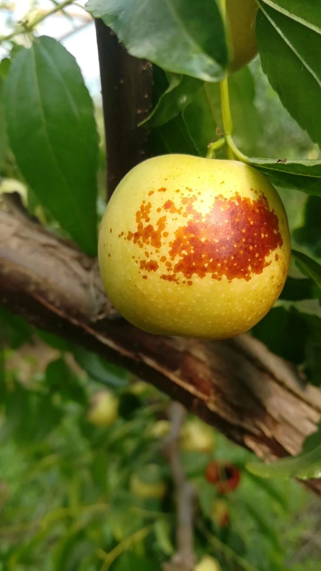 产地直发 沾化山东冬枣 对接大小平台 档口 商超 冬枣代办