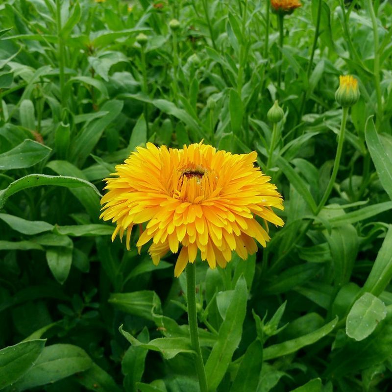  金盏菊种子盏盏菊黄金盏长生菊醒酒花常春花金盏种籽四季开花花卉