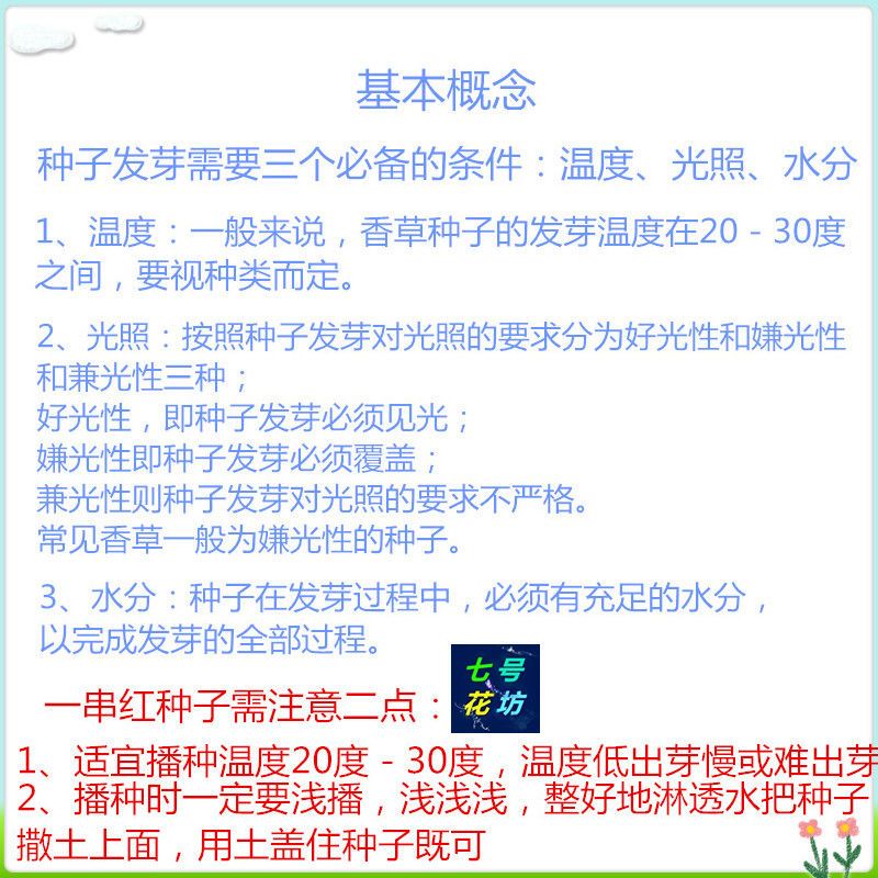  一串红种子四季易种矮串串红高西洋红爆仗红花卉种籽盆栽阳台观赏