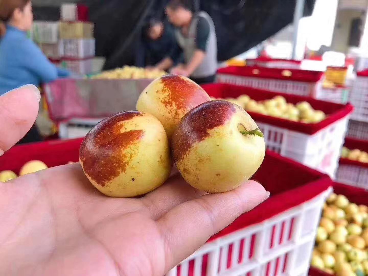 大荔冬枣  大荔脆冬枣，脆甜哦