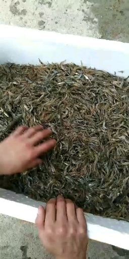 来宾小黄鱼  0.5公斤以下