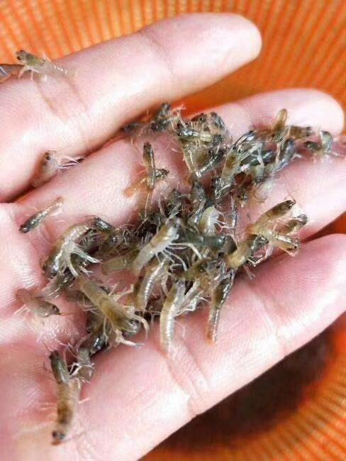 澳洲淡水小龙虾苗 优质澳洲淡水小龙虾  保质保量  全国接单批发发空运