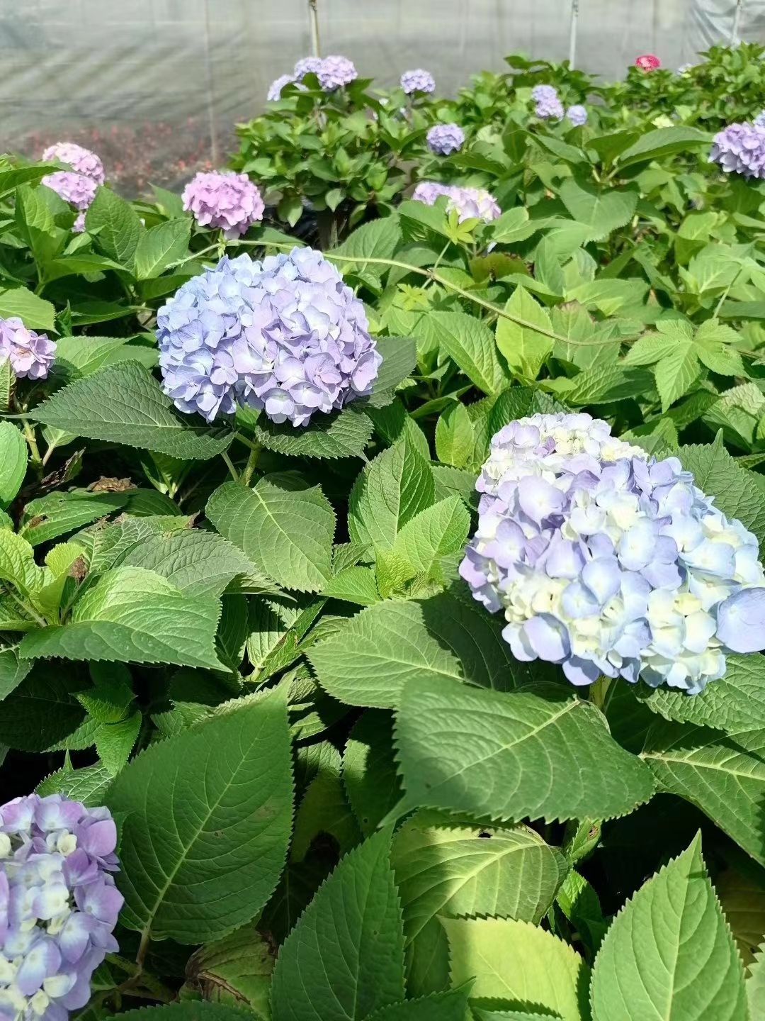 批发无尽夏绣球 大花绣球花基地 双色杯 加仑杯品种绣球