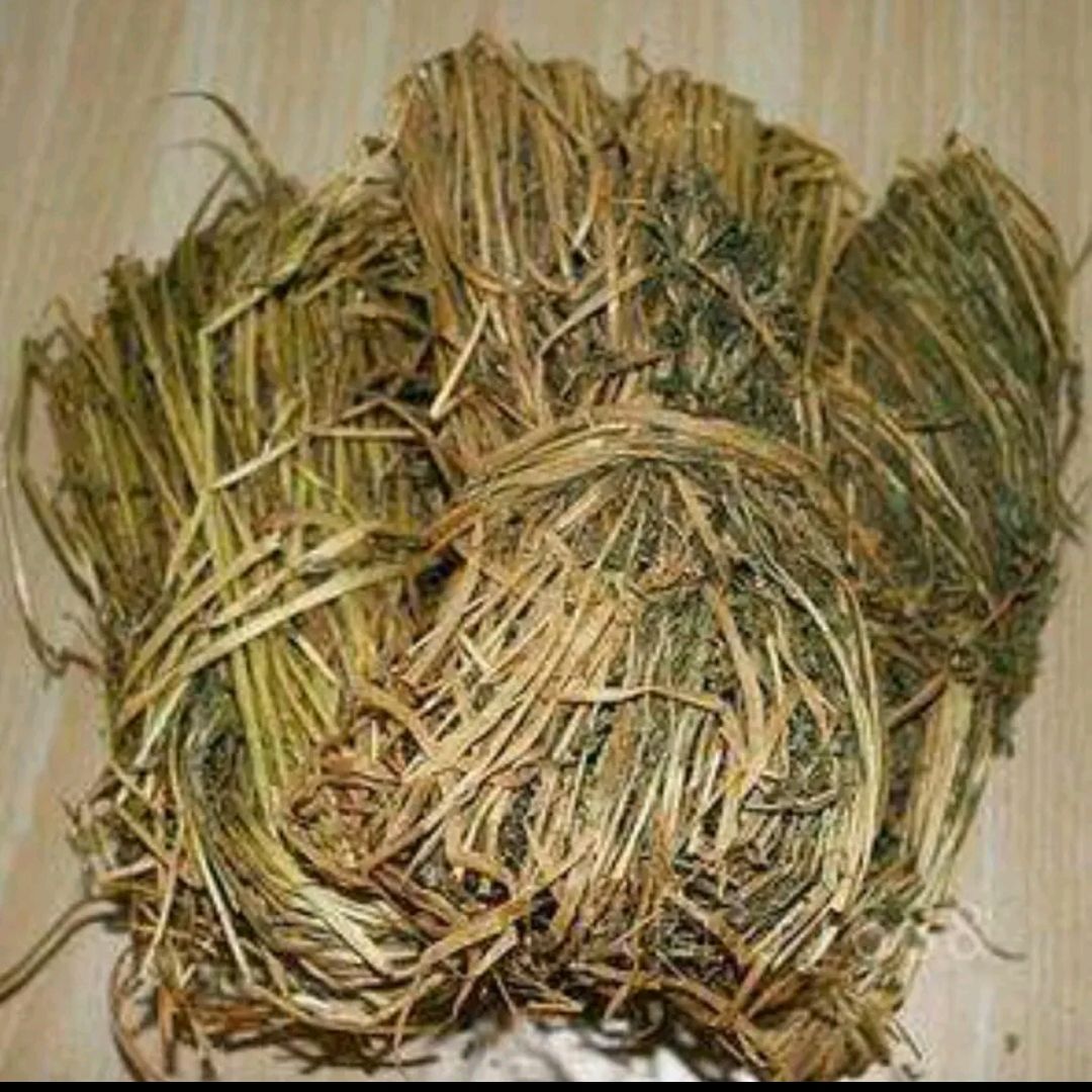 特香料AAA 丹凤特产香苜蓿批发