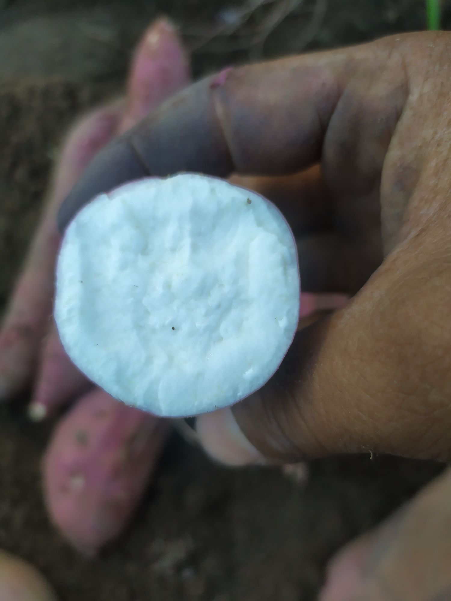 白心红薯 混装通货 红皮