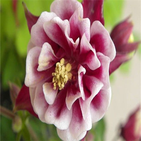  大花重瓣耧斗菜种子100粒四季开花多年生阳台室内外庭院花卉种