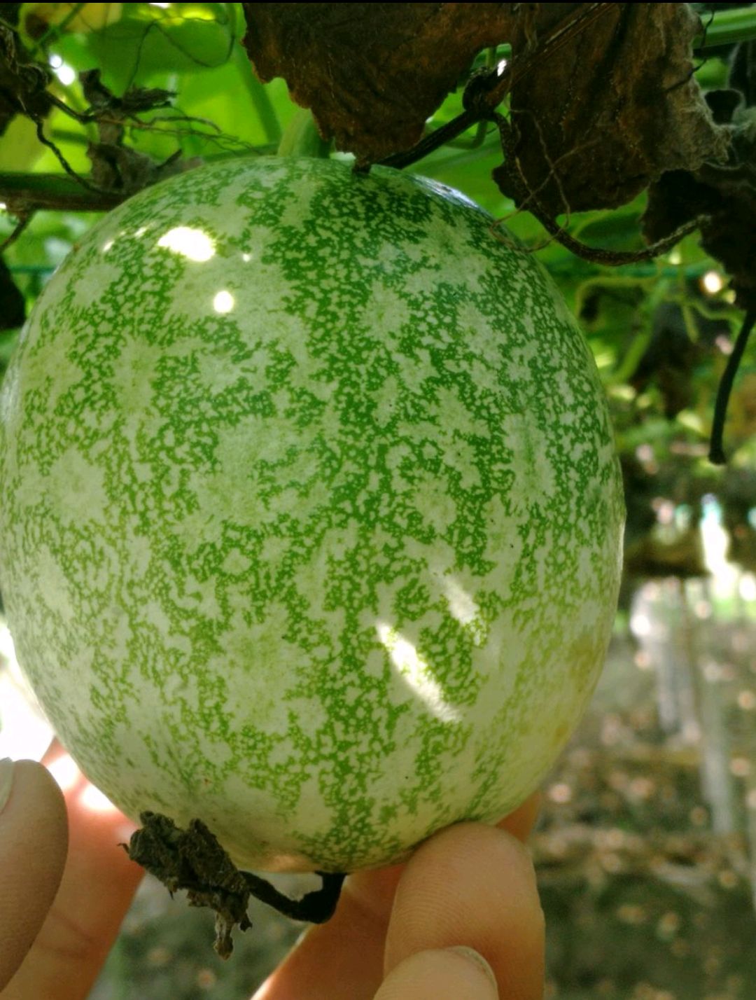 吊瓜子  瓜子 瓜蒌籽、粒粒精选.颗颗饱满、质保价优！