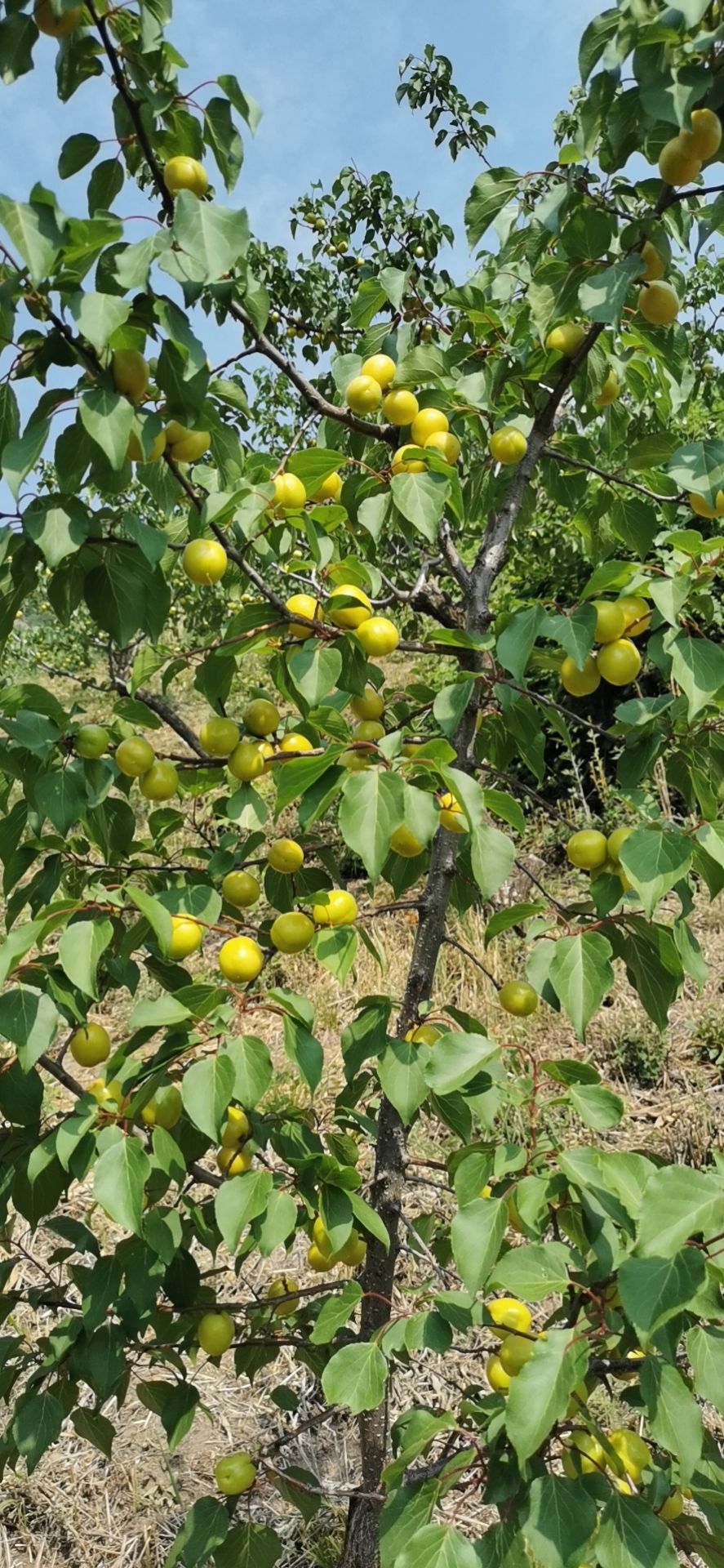 珍珠油杏 30-40mm