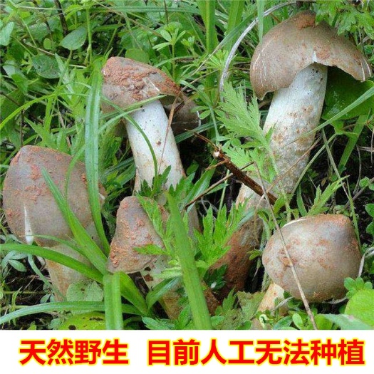 攀枝花 天然鸡枞菌，目前人工无法种植