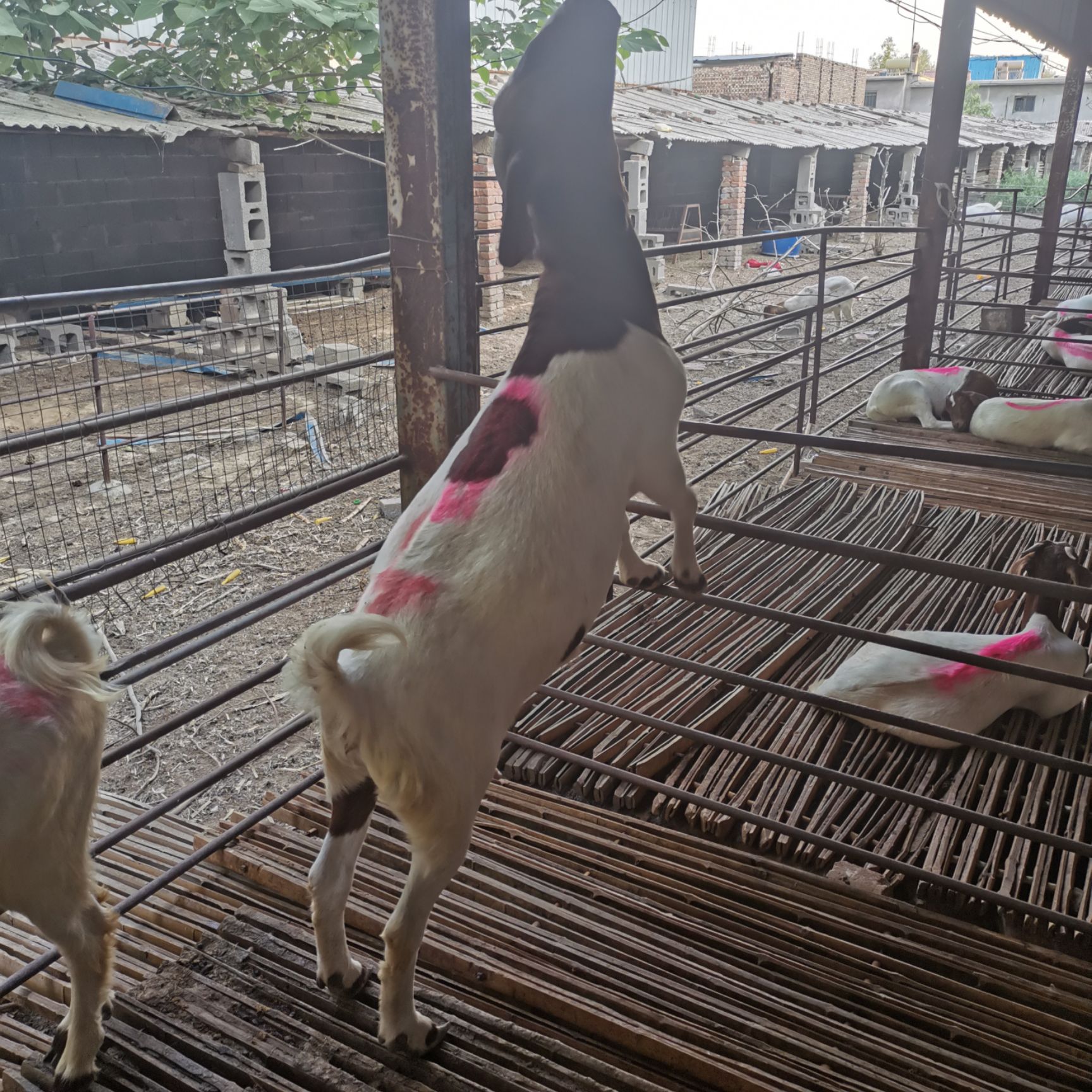  头胎怀孕二胎怀孕母羊波尔，种公羊都有