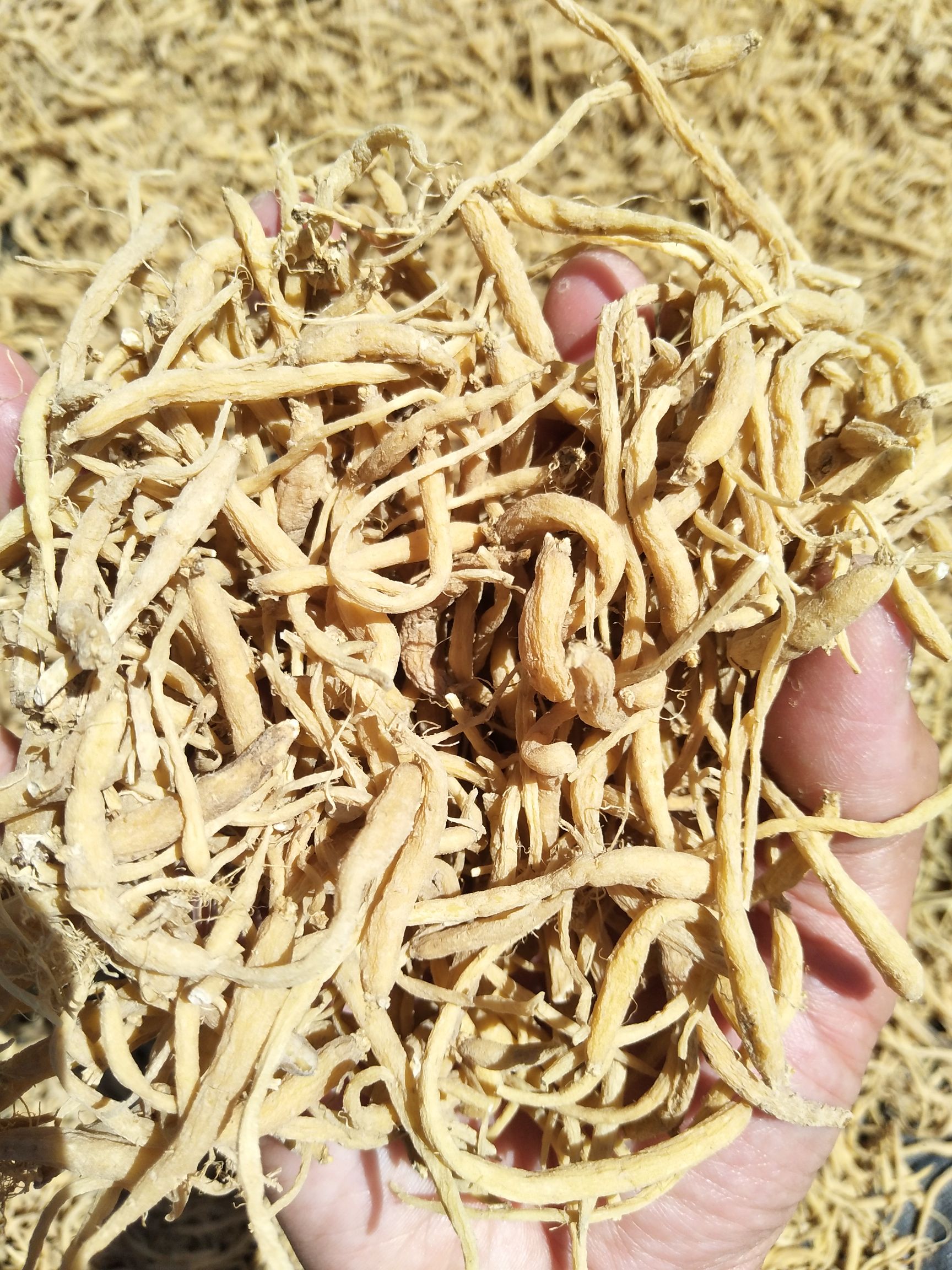  福建管阳柘荣自家及镇上农户自产自制高山太子参大量出售