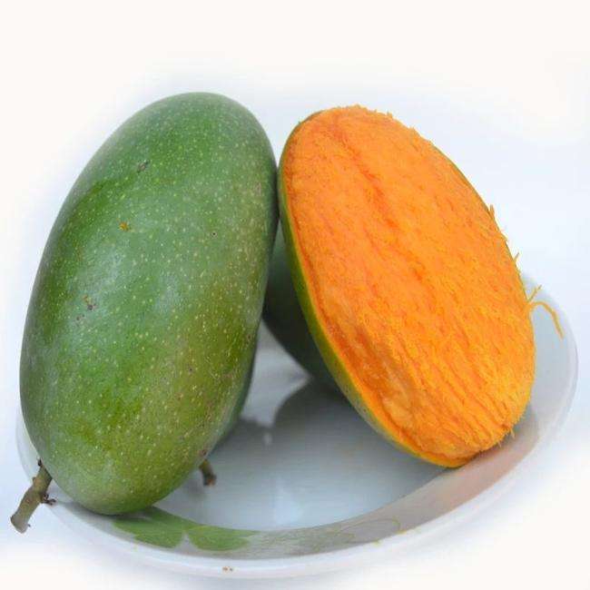  攀枝花椰香芒果现摘现卖