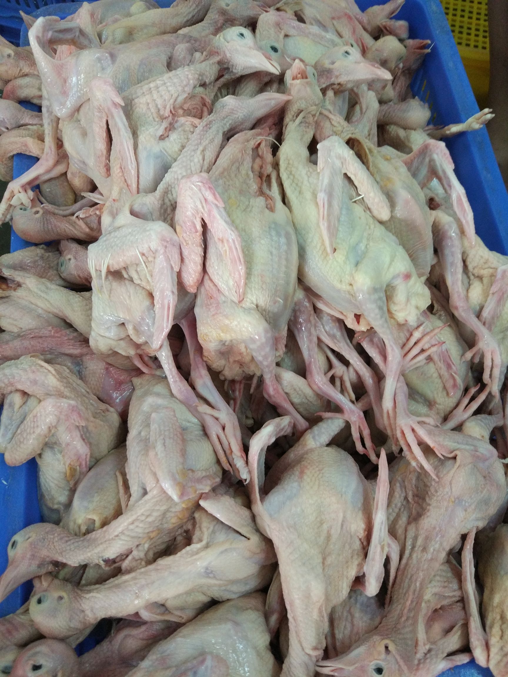 新鲜乳鸽批发供应6-7两/只(全国发货