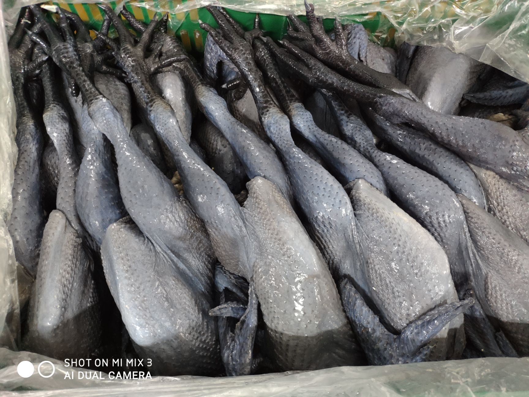 新鲜乳鸽批发供应6-7两/只(全国发货