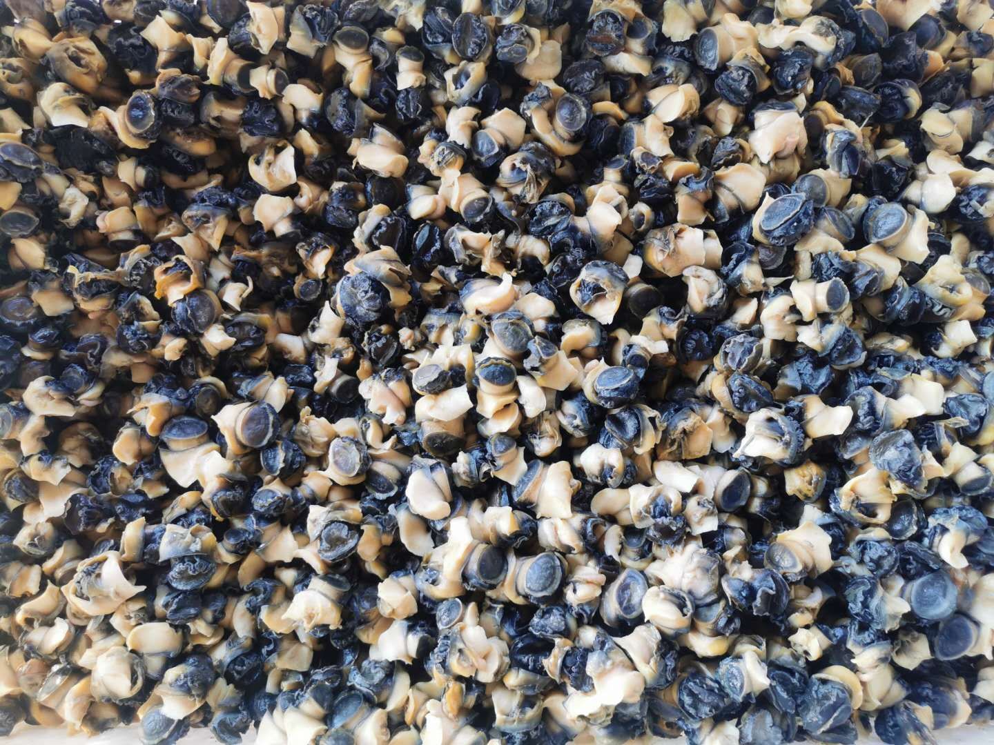 田螺肉石螺肉新鲜