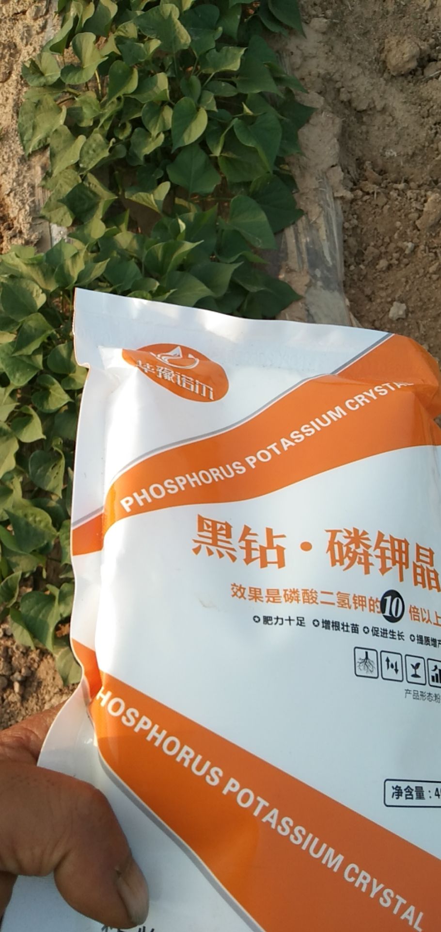 磷酸二氢钾效果的10倍 增根壮苗促进生长提质增产增加千粒重