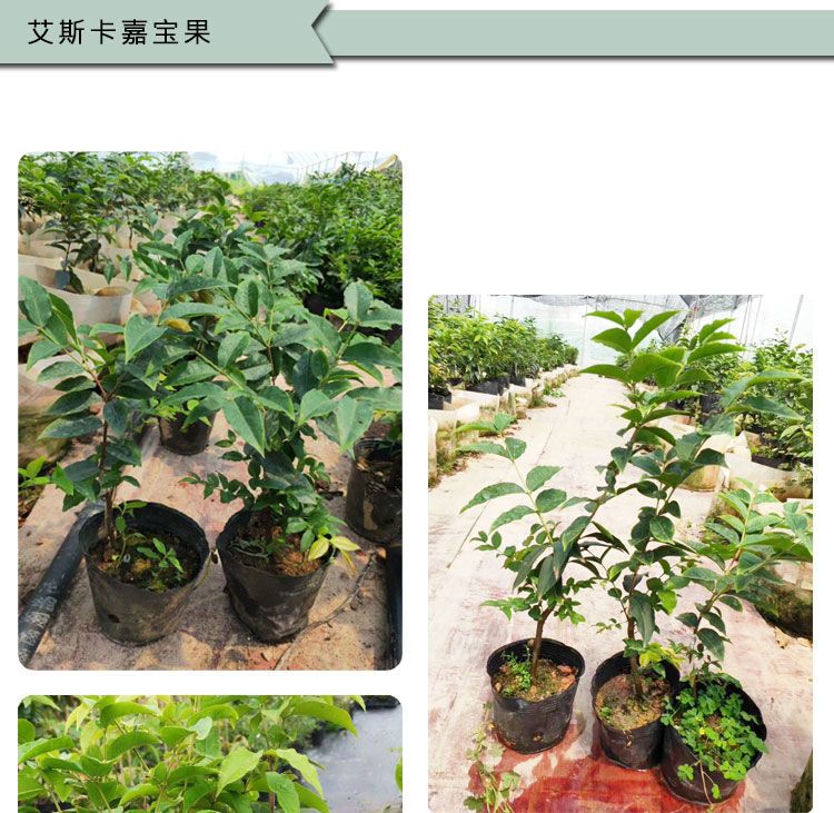 嘉宝果树苗 四季早生嘉宝果苗 艾斯嘉宝果 沙巴嘉宝果树苗