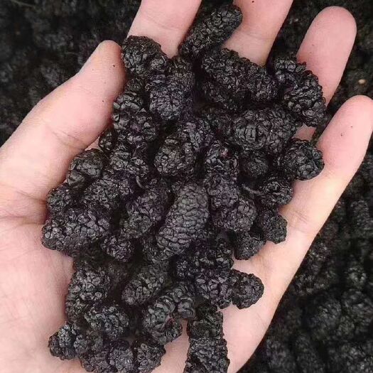 泊头市我这里有大量桑葚干需要的可以联系