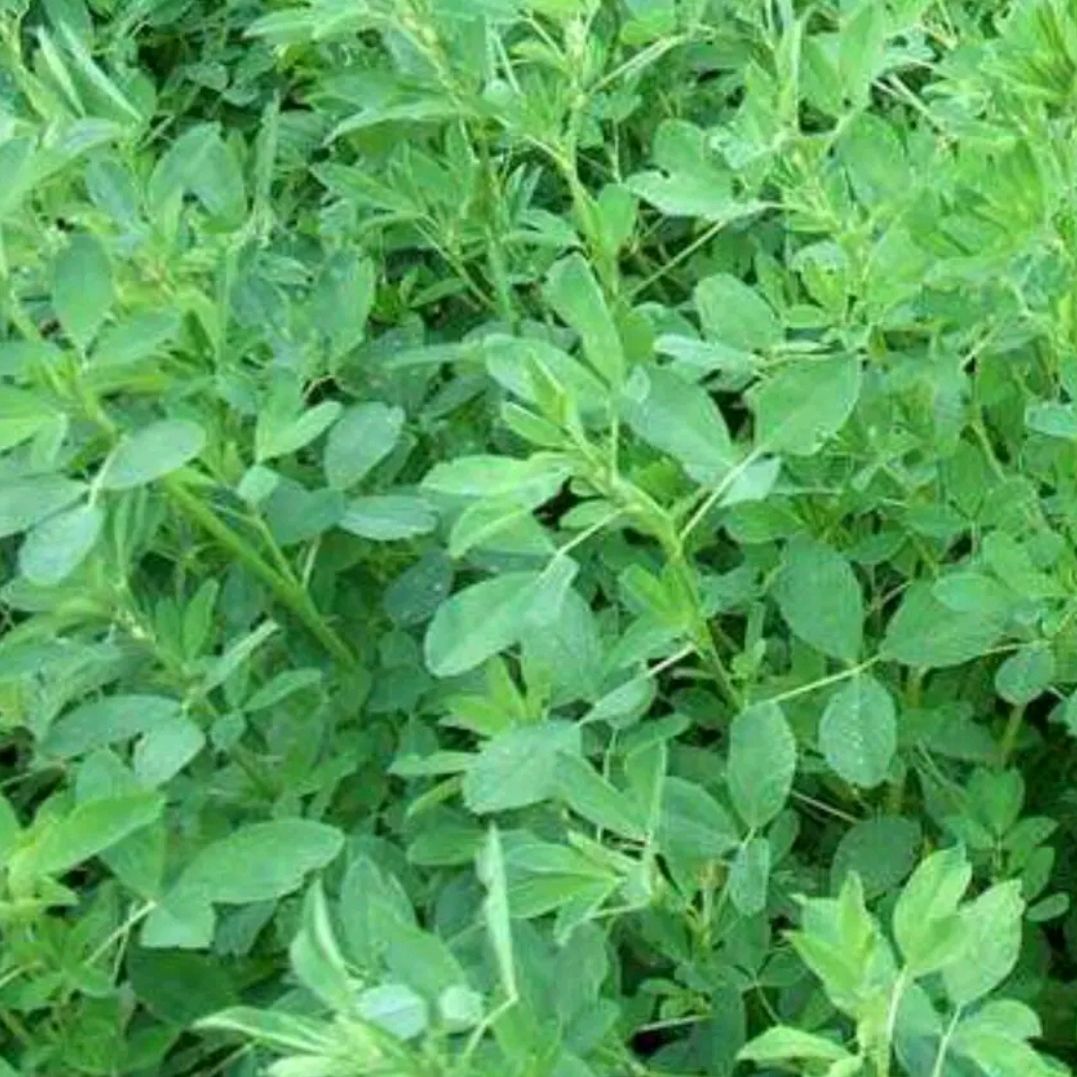 特香料AAA 丹凤特产香苜蓿批发