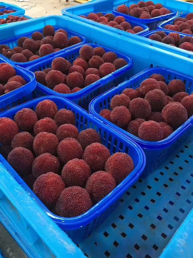  【基地直发】仙居高山东魁特级杨梅顺丰包邮社区团购一件代发！