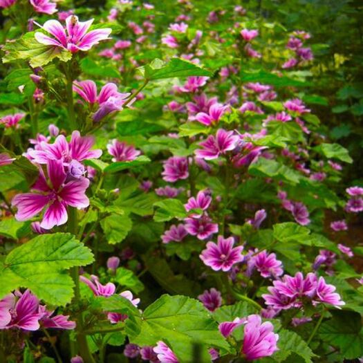 南宁 锦葵种子花卉鲜花耐寒四季播种园艺园林景观工程绿化花籽花海