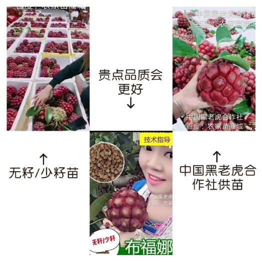 通道县无籽布福娜果苗黑老虎苗【中国黑老虎合作社丁社长】新品种
