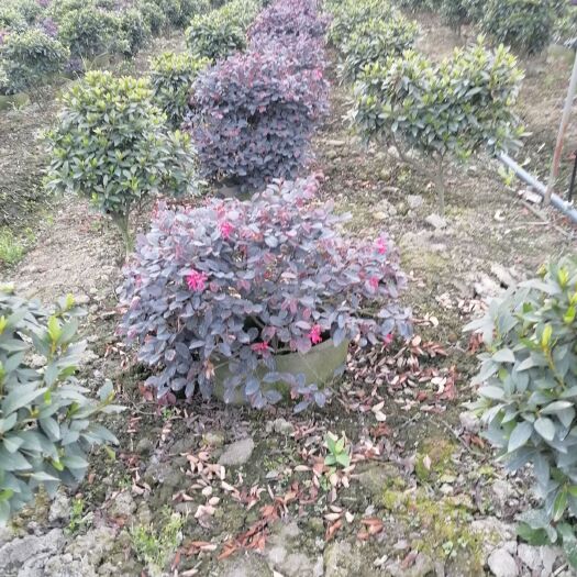 成都大叶红 供应红继木球袋苗，成都货源量大从优