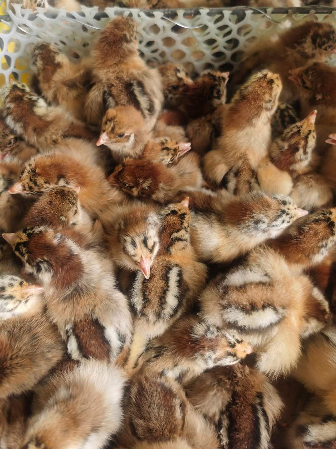 [青脚麻鸡苗批发]大种青脚麻鸡苗 孵化场直销 包打马立克疫苗 包路损