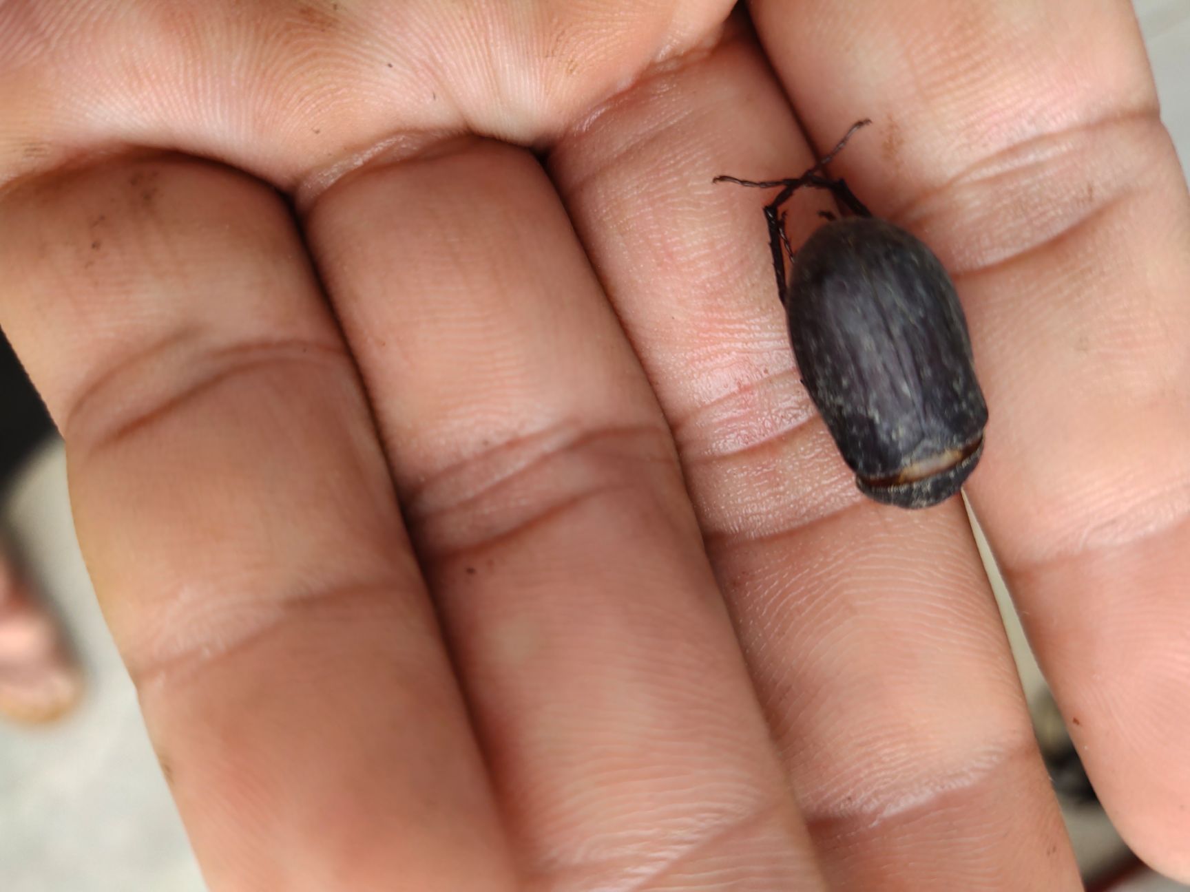 金龟子 漯河市苍虫开收大量合作