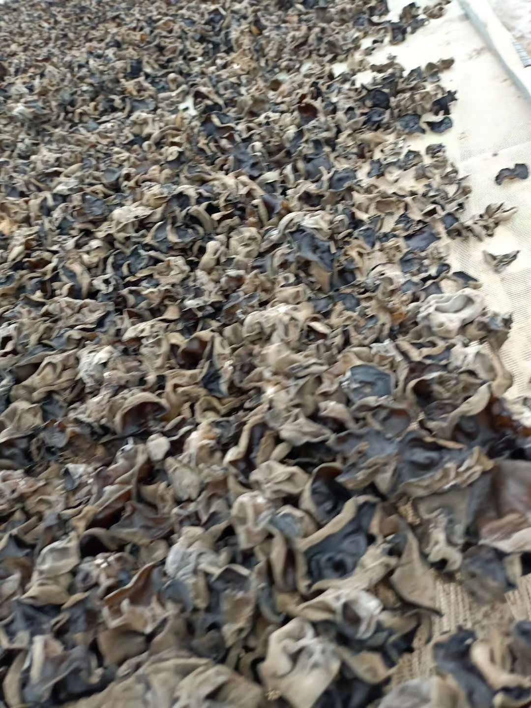 东北黑木耳 干木耳 一级