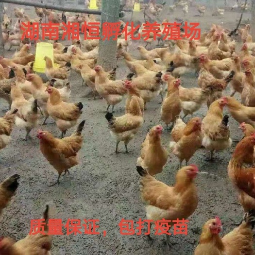 衡阳青脚土鸡苗 母