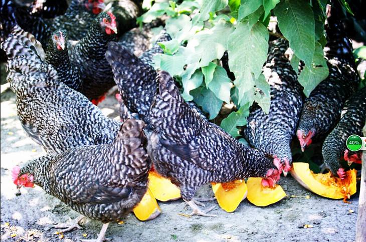 黑芦花鸡苗 芦花鸡苗质量好纯芦花鸡苗包打疫苗