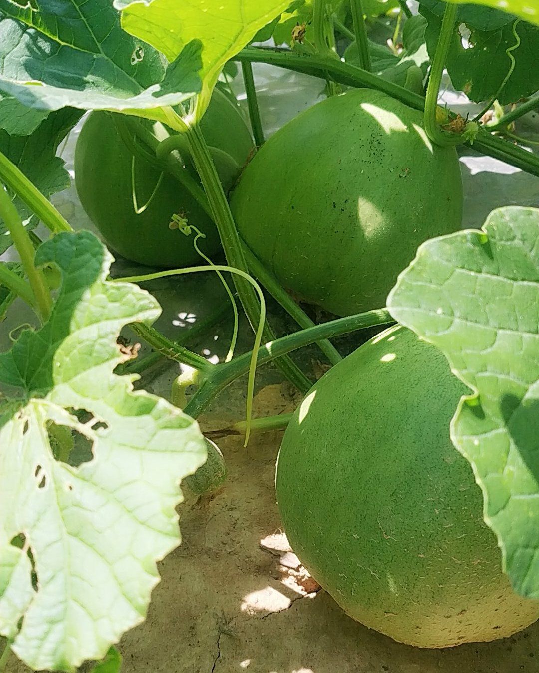 广密一号 精品香瓜，广蜜一号大量上市