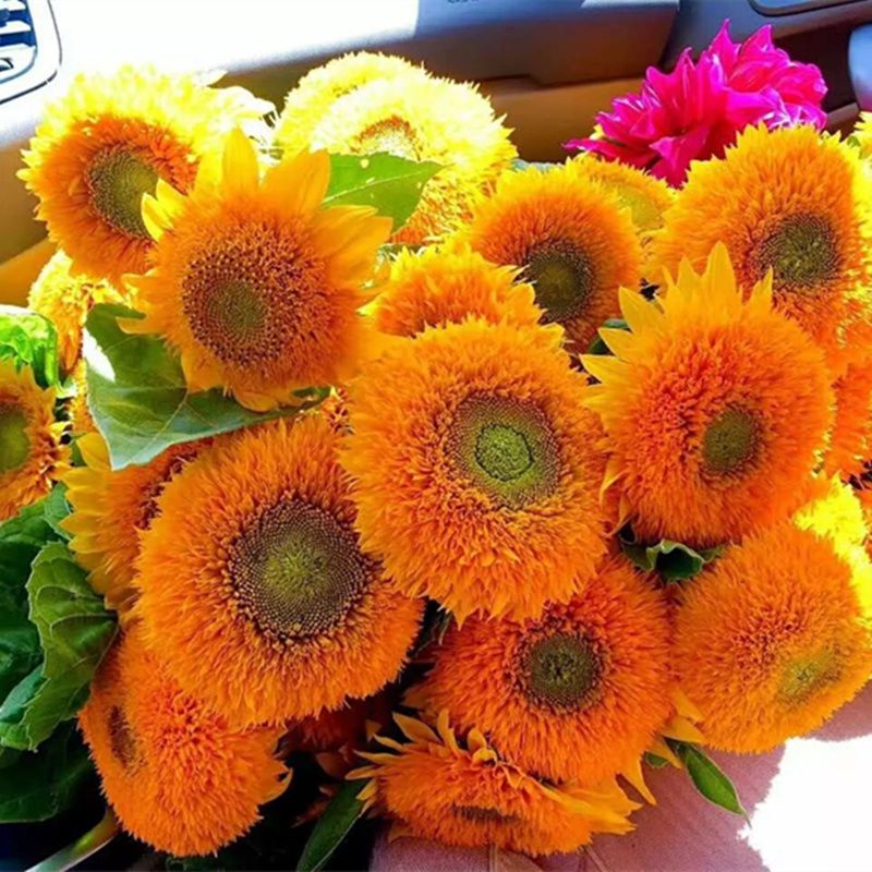  向日葵种子观赏食用切花向日葵花种葵花籽油葵室内外阳台盆栽种植