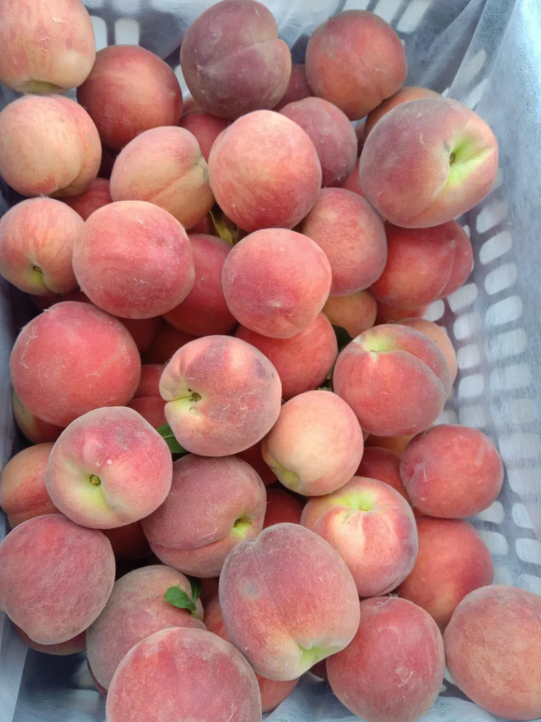  预售 突围毛桃，春雪，春蜜，毛桃，红皮黄肉脆桃