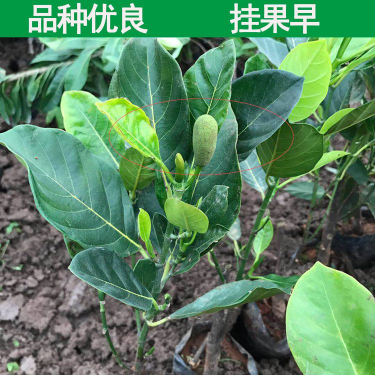 红肉菠萝蜜苗  红肉菠萝蜜树苗，优质嫁接泰国12号菠萝蜜8号菠萝蜜苗 包邮