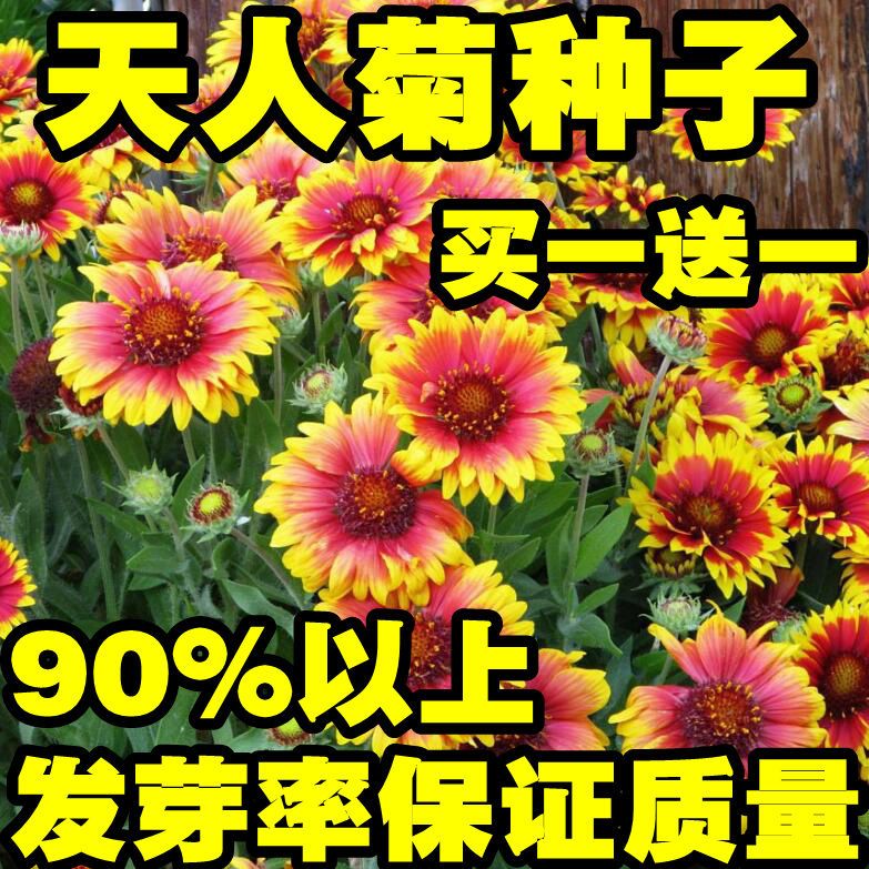  天人菊多年生宿根种子耐寒鲜花园林景观绿化花卉园艺种籽庭院阳台