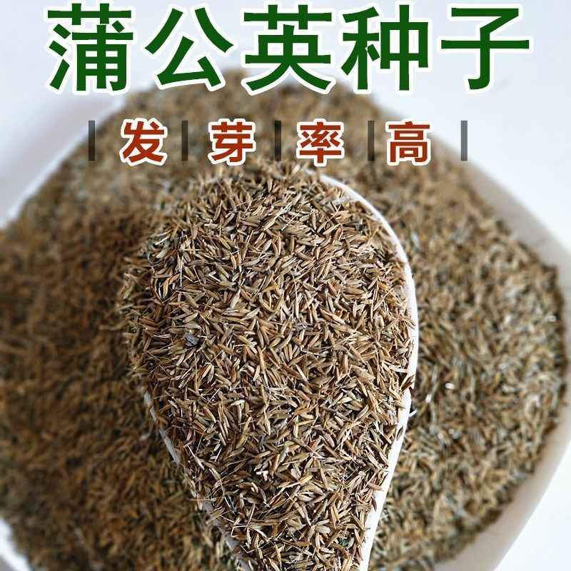  新产蒲公英种子籽野菜婆婆丁种植种四季播种多年生种籽