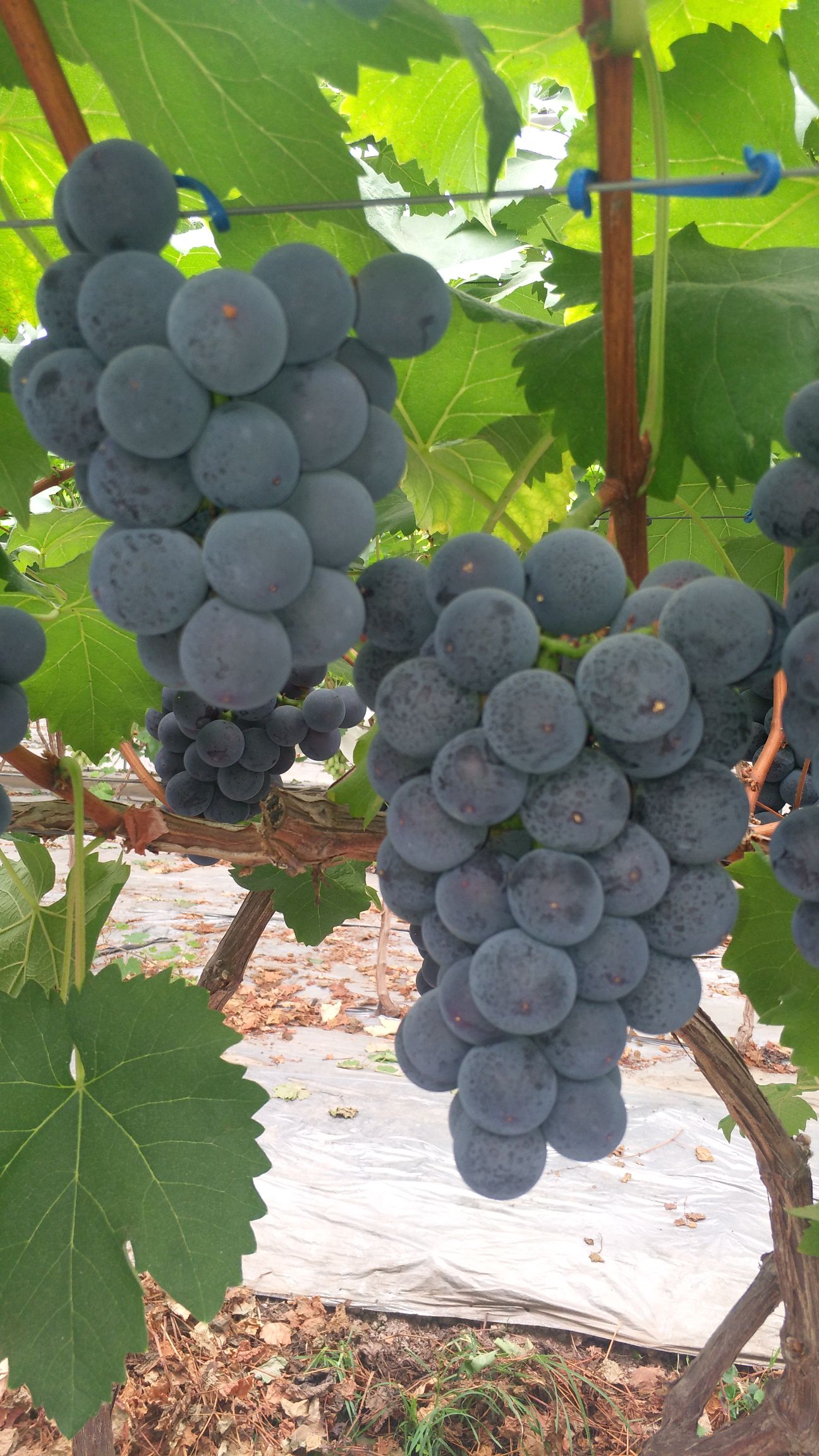 光辉葡萄 精品光辉