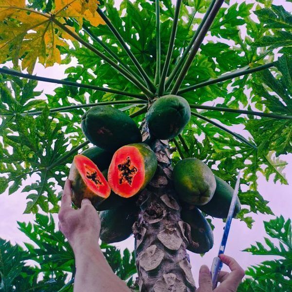 红心木瓜苗  包邮水果木瓜苗当年结果盆栽广西红心木瓜树苗南方带土发货