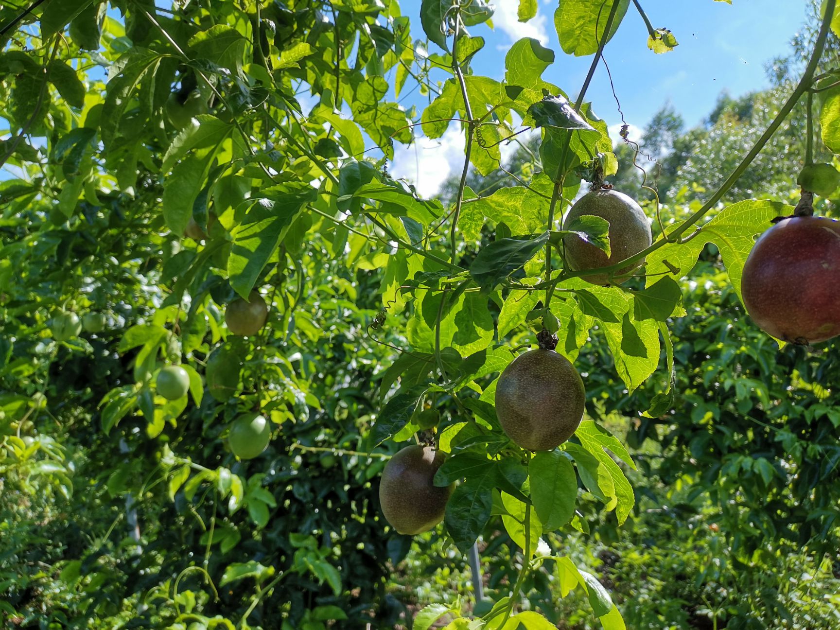 紫色百香果  百香果上新！！！紫色柔情，香味满溢，蜂蜜百香果