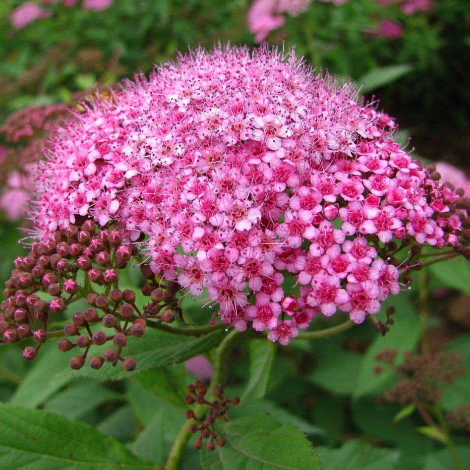  粉花绣线菊种子 麻叶绣线菊种子 柳叶绣线菊种子 蚂蝗梢种子