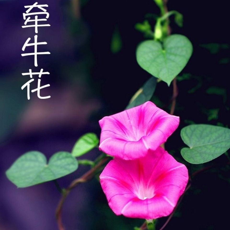  爬藤大牵牛花种子大喇叭花种子矮牵牛花爬藤花卉种子四季播种盆栽