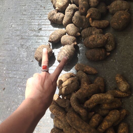 峨边县 四川乐山半人工室外种植天麻含量高，全国批发，