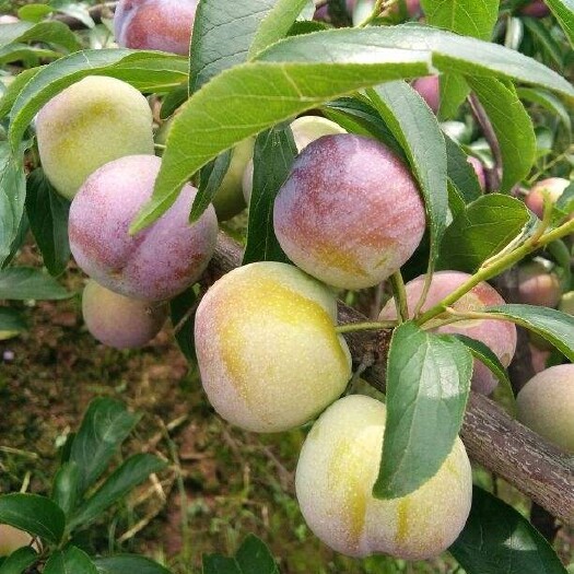 屏山县青红脆李 清红脆李