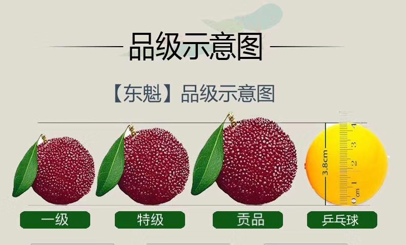  【基地直发】仙居高山东魁特级杨梅顺丰包邮社区团购一件代发！