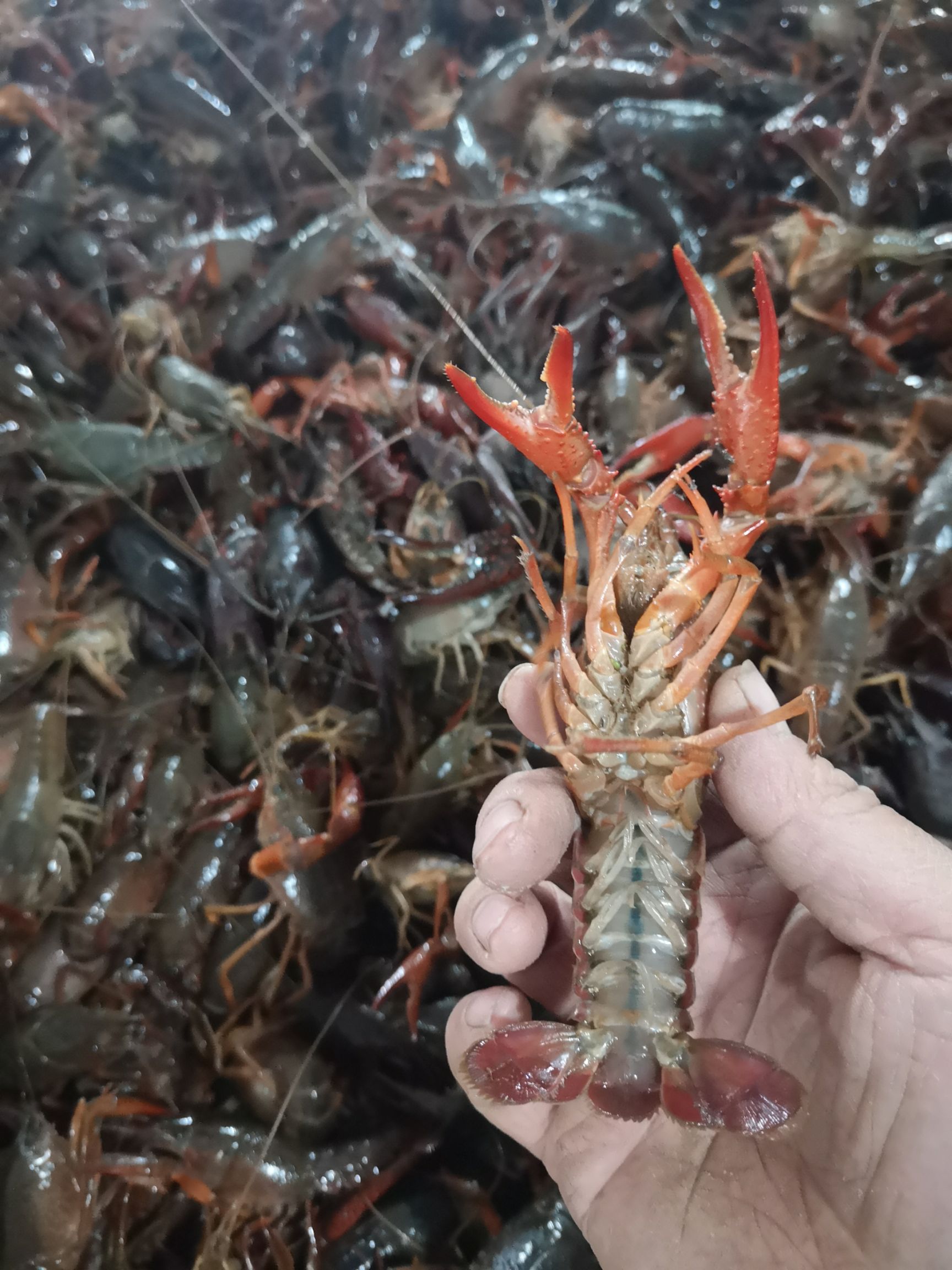  洪湖小龙虾，青壳白底肉质细腻