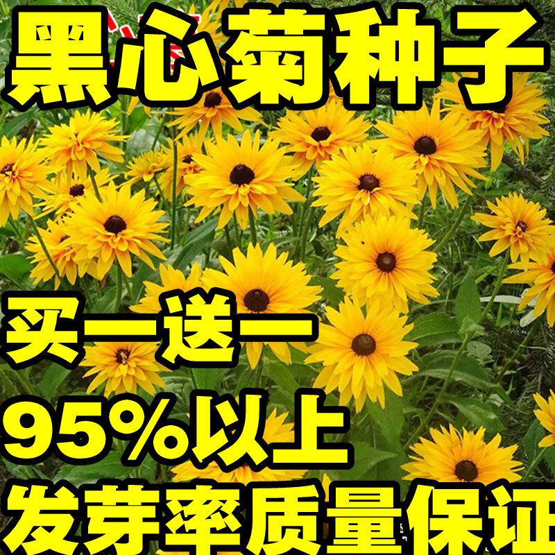  花卉种子黑心菊种子花期长景观工程园林绿化耐旱热春播花种子