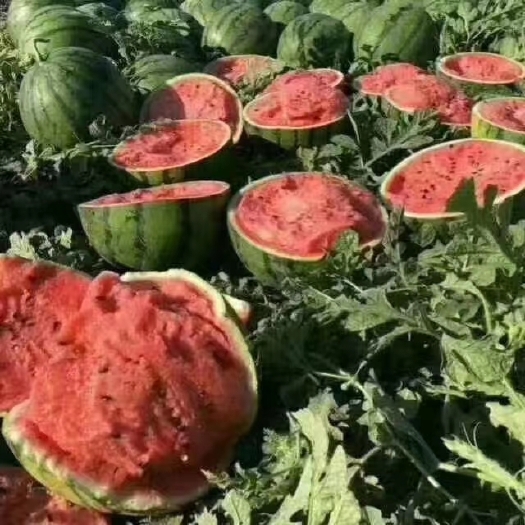 保定甜王西瓜 清苑陆地甜王，京欣，大降价